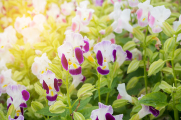 Beautiful pink flower background at park