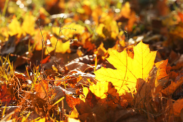 Autumn bright leaves background