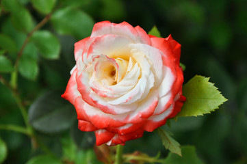 red white rose flowers