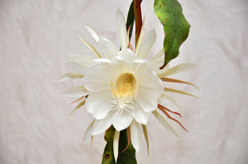 unusual beautiful white flower