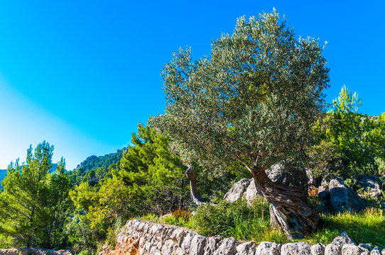 Alter Olivenbaum auf Mallorca