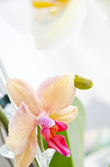 beige orchid flowers