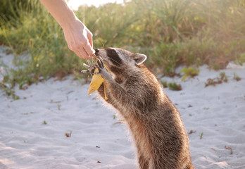 The raccoon eat the banana