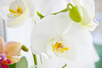 white and beige orchid flowers
