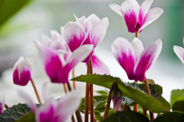 Fototapeta premium pink purple cyclamen flowers