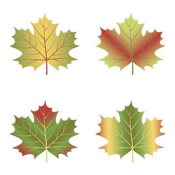 maple leaf set isolated on white background.