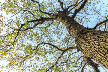 Falling leaves of a tree in autumn