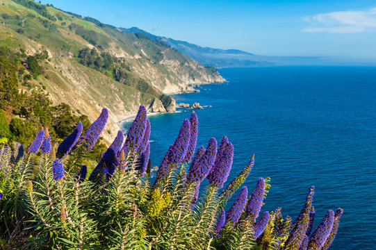 Blooming flowers along coastline of Big Sur, California, USA