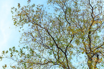 Falling leaves of a tree in autumn