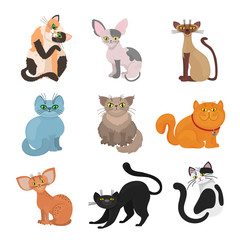 Fototapeta premium Cartoon domestic cats vector illustration