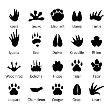 Animal and reptile footprints vector