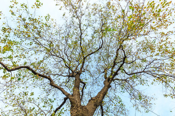 Falling leaves of a tree in autumn
