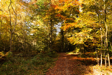 Woodland scene with yellow and brown autumn leaves