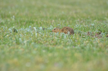 Funny gopher hiding in the grass