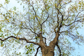Falling leaves of a tree in autumn