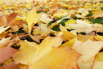 Naklejka na ściany i meble Autumn leaves on the ground, yellow leaves on green grass