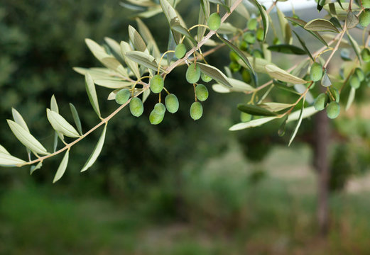 Olive branch with Tuscan olives