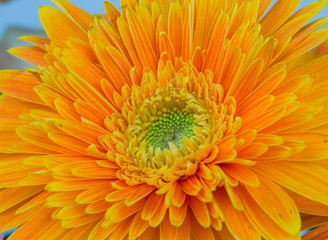 Macro orange Chrysanthemum in nature