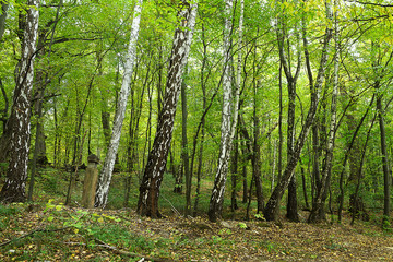 Obraz premium birch trees in a green deciduous forest