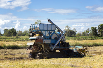 Fototapeta premium agriculture truck cutting rice in farm
