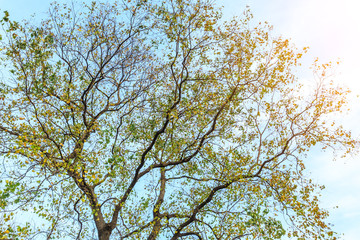 Falling leaves of a tree in autumn