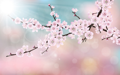 Fototapeta premium Spring blossom cherry tree branches with pink flowers. On blurred pink, blue background.