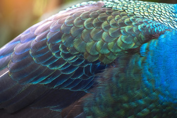 Naklejka premium close-up peacock feathers, wing feather