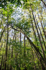 Fototapeta premium Congaree National Park