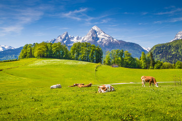 Fototapeta na wymiar Idyllic alpine scenery with cows grazing on green meadows in spring