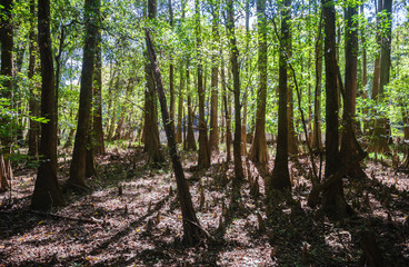 Congaree National Park