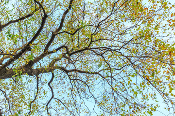 Falling leaves of a tree in autumn