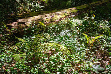 Congaree National Park