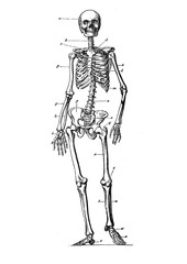 Fototapety  Anatomy, human skeleton vintage engraving