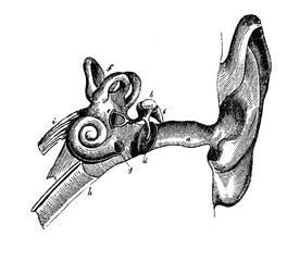 Human ear anatomy, vintage engraving