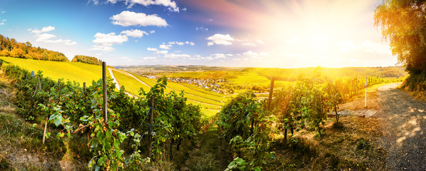 Panoramic landscape with autumn vineyards