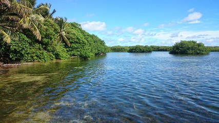 Fototapeta na wymiar Grünes Ufer mit vorgelagerten Buschinseln