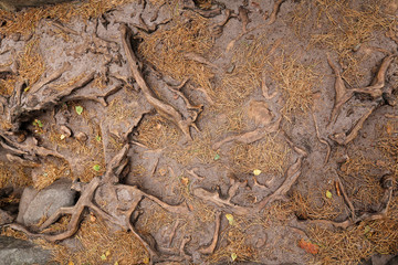 Tree roots in the dirt