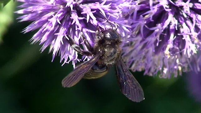 Eine Holzbiene krabbelt auf einer Kugeldistel (Makroaufnahme)