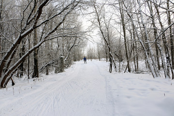 Ski track for skiers in the forest in a winter day