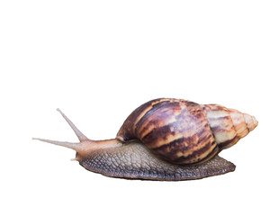 Snails are pests eat the leaves of trees for food in order to maintain ecological balance., on white background