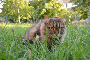 Naklejka na ściany i meble Cat hunting through grass