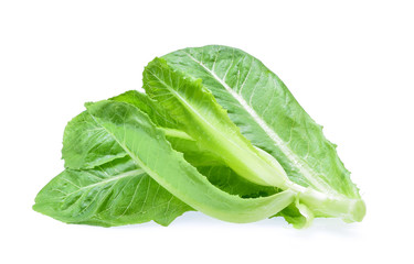 Lettuce, Fresh Cos Lettuce leaves with drop of water Isolated on
