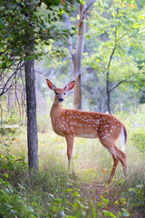Naklejka na ściany i meble White-tailed deer fawn standing in the forest in Ottawa, Canada