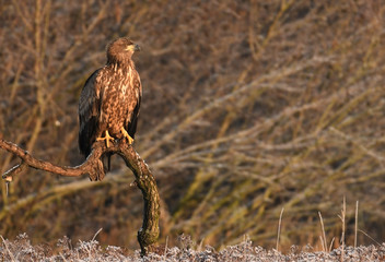White tailed Eagle (Haliaeetus albicilla)