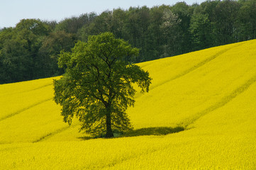 Baum im gelben Rapsfeld