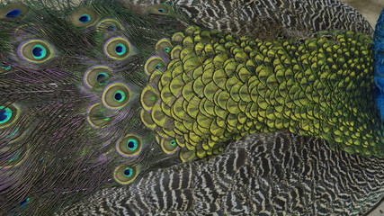 Fototapeta premium close-up peacock feathers, wing feather
