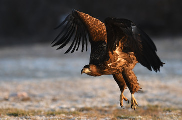 White tailed Eagle (Haliaeetus albicilla)
