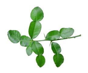 Fototapeta premium Bergamot, kaffir lime leaves isolated on white background