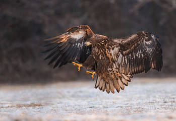 White tailed Eagle (Haliaeetus albicilla)