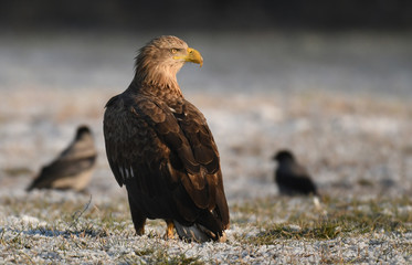 White tailed Eagle (Haliaeetus albicilla)